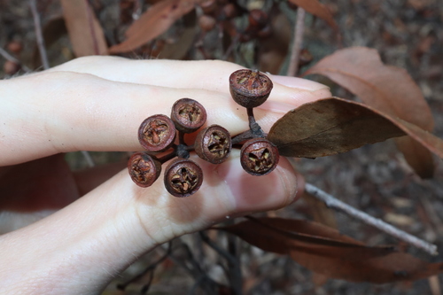 Image of Eucalyptus mediocris by (c) Thomas Mesaglio, some rights reserved (CC BY)