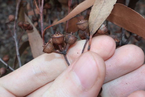 Image of Eucalyptus mediocris by (c) Thomas Mesaglio, some rights reserved (CC BY)