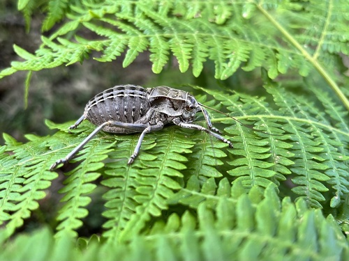 Sanchez Gomez's Saddle Bush-cricket