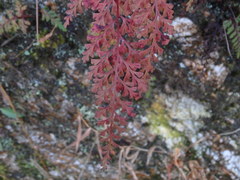 Odontosoria chinensis