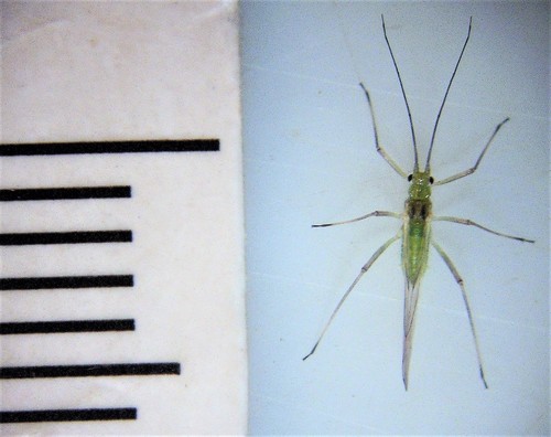 Euceraphis betulae nuotrauka