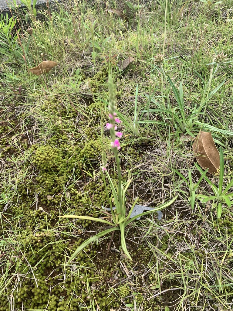 Spiranthes australis