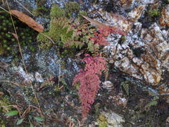 Odontosoria chinensis