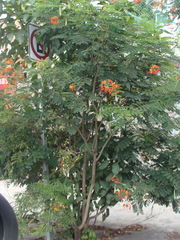 Caesalpinia pulcherrima