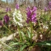 Roman Orchid - Photo (c) thibaudaronson, some rights reserved (CC BY-SA), uploaded by thibaudaronson