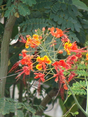 Caesalpinia pulcherrima
