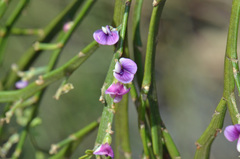 Carmichaelia odorata