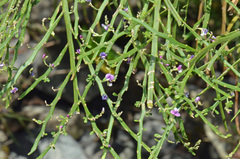 Carmichaelia odorata