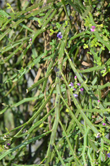 Carmichaelia odorata
