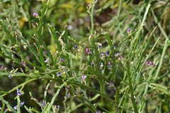 Carmichaelia odorata