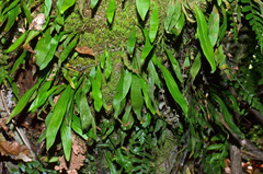 Loxogramme dictyopteris