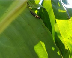 Melanchroia chephise