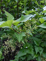 Plagianthus regius chathamicus