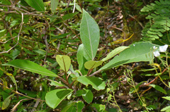 Olearia cheesemanii