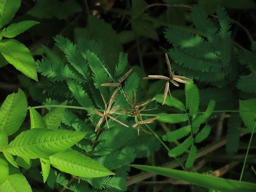 Image of Cyperus flavidus by (c) chiuluan, some rights reserved (CC BY)
