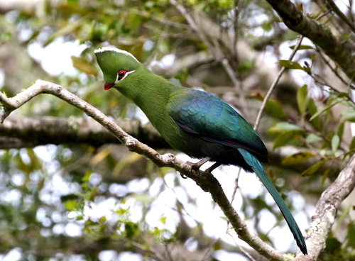 Tauraco corythaix