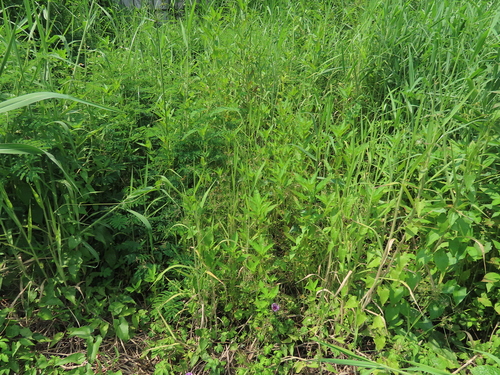 Image of Cyperus flavidus by (c) chiuluan, some rights reserved (CC BY)