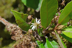 Olearia cheesemanii