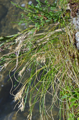 Rytidosperma setifolium