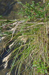 Rytidosperma setifolium