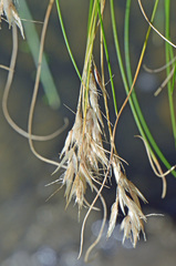 Rytidosperma setifolium