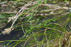 Rytidosperma setifolium