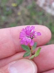 Trifolium resupinatum image