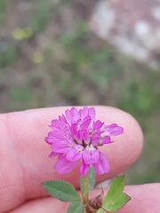 Trifolium resupinatum image