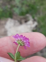 Trifolium resupinatum image