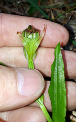 Pterostylis silvicultrix