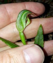 Pterostylis silvicultrix