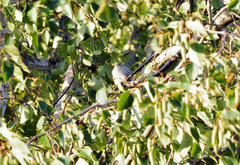 Chrysococcyx lucidus lucidus