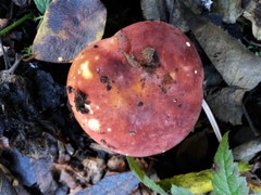 Russula sanguinaria image