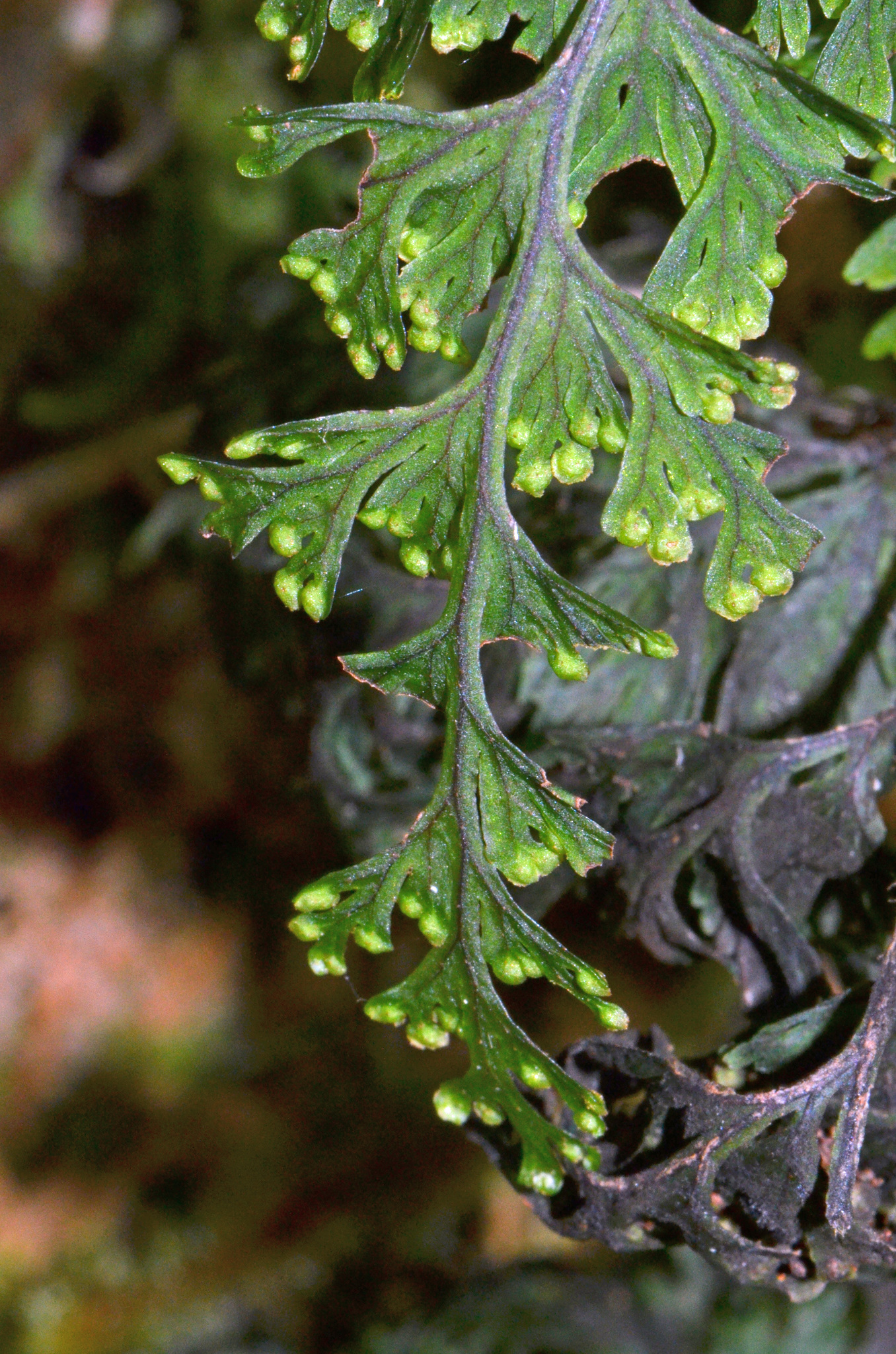 Hymenophyllaceae