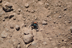Phidippus ardens