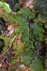 Hymenophyllum scabrum