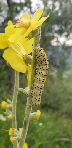 Mullein Moth
