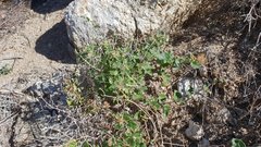 Mirabilis laevis retrorsa