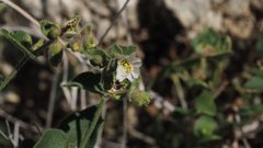 Mirabilis laevis retrorsa