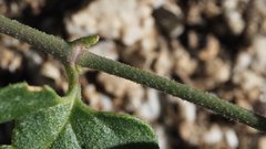 Mirabilis laevis retrorsa