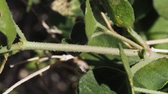 Mirabilis laevis retrorsa