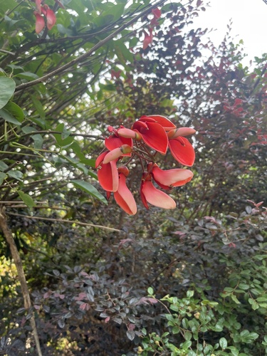 Cockspur coral tree