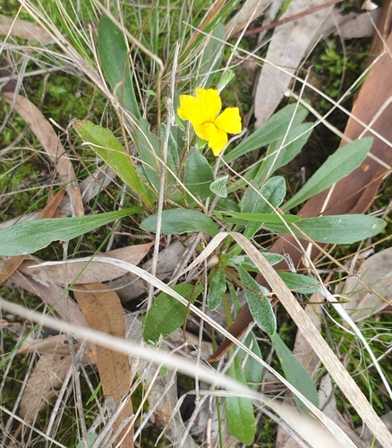 Image of Bent Goodenia (Goodenia geniculata) by (c) Rosalie Lawrence, some rights reserved (CC BY)