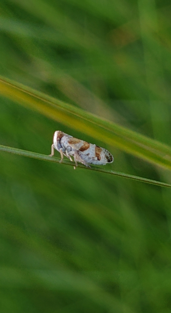 Tachycixius venustulus
