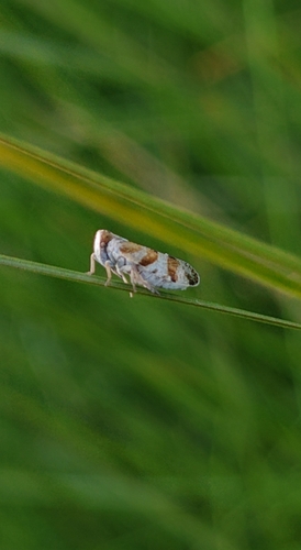 Tachycixius venustulus