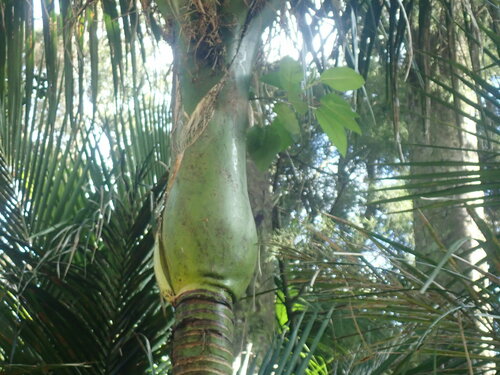 Ficus macrophylla