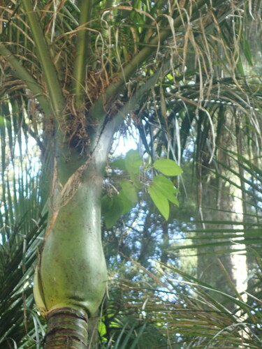 Ficus macrophylla