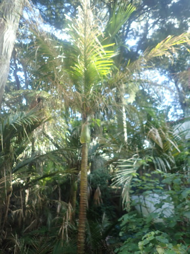 Ficus macrophylla