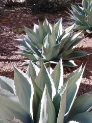 Agave