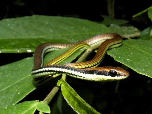 Philippines Bronzeback